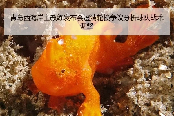 青岛西海岸主教练发布会澄清轮换争议分析球队战术调整